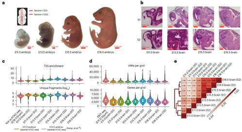 新型空間多組學(xué)技術(shù)解密小鼠腦發(fā)育的時空譜系